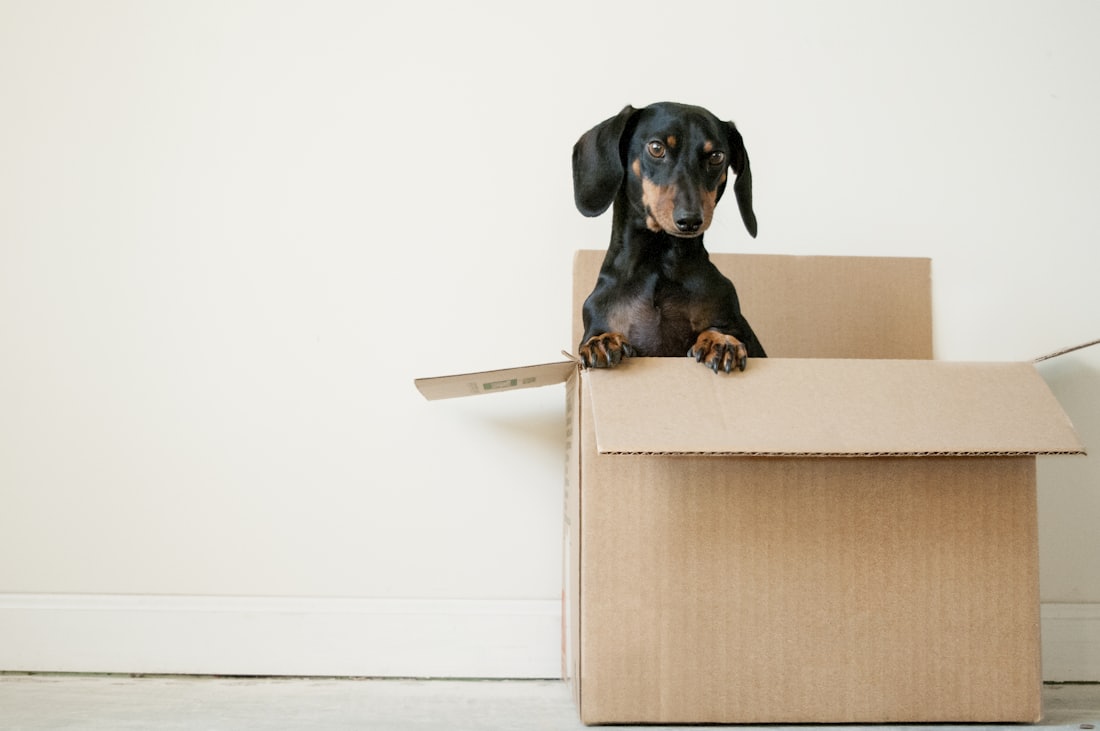 House removals team moving boxes in London